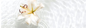 white lily floating in water