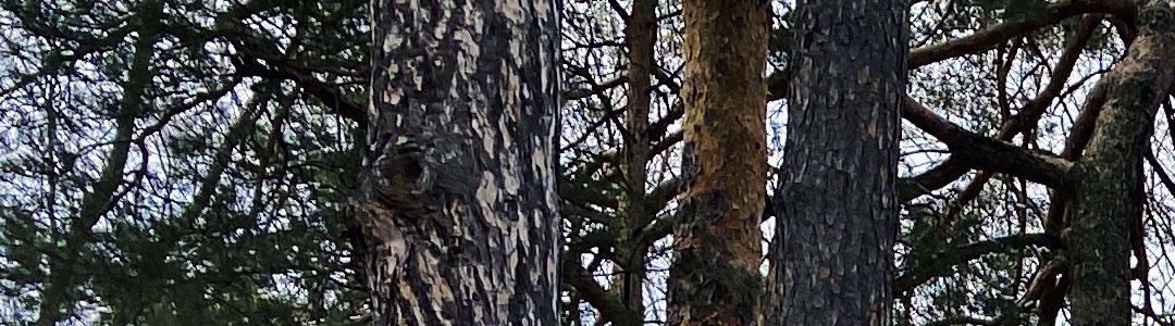view through pine trees