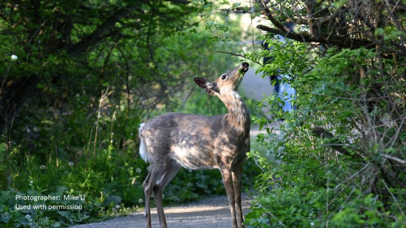 deer down a country lane