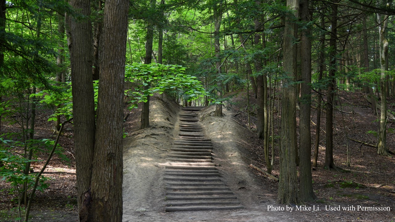 Stone staircase in the woods