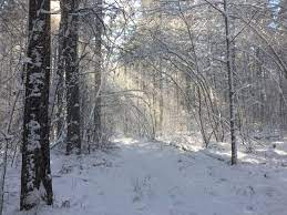 sunlight streaming through winter woods