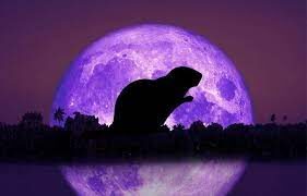 shadow of a beaver infront of a purple full moon