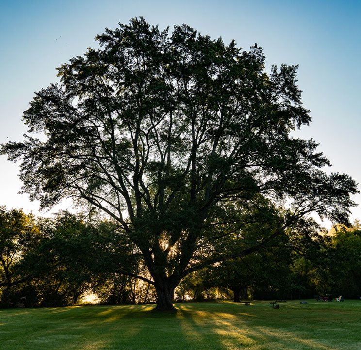 big tree five oaks plate of food