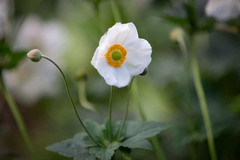 New Beginnings, A Courage & Renewal® Spring Retreat